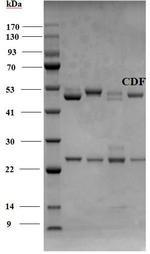 Chlordimeform Antibody in SDS-PAGE (SDS-PAGE)