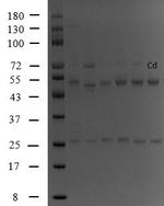Cadmium Monoclonal Antibody (3A9)