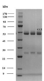 Cyproconazole Monoclonal Antibody (2B10)