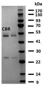 Carbaryl Monoclonal Antibody (4H3)