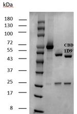 Carbendazim Monoclonal Antibody (1D9)