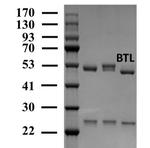 Butralin Antibody in SDS-PAGE (SDS-PAGE)