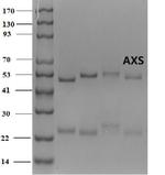 Azoxystrobin Monoclonal Antibody (4B7)