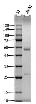 Avermectin Monoclonal Antibody (1G8)