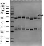 Amaranth Monoclonal Antibody (3E4)