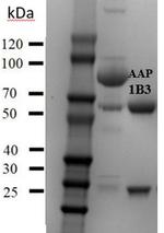 Acetamiprid Monoclonal Antibody (1B3)