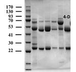 4-Chlorophenoxyacetic acid Monoclonal Antibody (3D5)