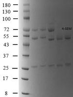 4-Nitrofurazone metabolite Monoclonal Antibody (6)