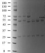 4-Nitrofurantoin metabolite Monoclonal Antibody (1G7)