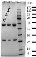 25-OH-Vitamin D3 Monoclonal Antibody (1F3)