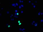 Phospho-Histone H1.4 (Thr17) Recombinant Rabbit Monoclonal Antibody (3E1)