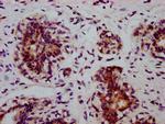 Phospho-EIF2S1 (Ser51) Antibody in Immunohistochemistry (Paraffin) (IHC (P))
