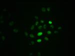 Phospho-RPA2 (Thr21) Recombinant Rabbit Monoclonal Antibody (3B2)
