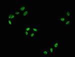 Phospho-c-Raf (Ser43) Antibody in Immunocytochemistry (ICC/IF)