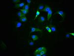 Phospho-p53 (Ser9) Recombinant Rabbit Monoclonal Antibody (2E1)