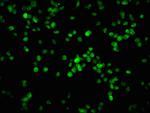 Phospho-Rb (Ser780) Antibody in Immunocytochemistry (ICC/IF)