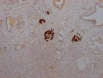 Insulin Recombinant Rabbit Monoclonal Antibody (1F6)