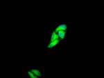c-Met Recombinant Rabbit Monoclonal Antibody (2D12)