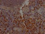 CD8a Antibody in Immunohistochemistry (Paraffin) (IHC (P))