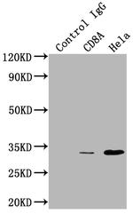 CD8a Antibody in Immunoprecipitation (IP)