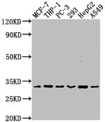 CD8a Antibody in Western Blot (WB)