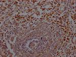 Neutrophil elastase Recombinant Rabbit Monoclonal Antibody (2H12)