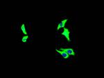 Growth Hormone Receptor Recombinant Rabbit Monoclonal Antibody (10C11)