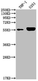 IRAK4 Antibody in Western Blot (WB)