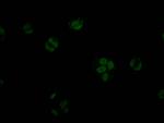 STAG2 Antibody in Immunocytochemistry (ICC/IF)