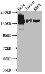 STAG2 Antibody in Western Blot (WB)