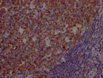 BOB-1 Antibody in Immunohistochemistry (Paraffin) (IHC (P))