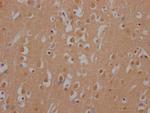 Huntingtin Antibody in Immunohistochemistry (Paraffin) (IHC (P))