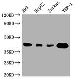 STING Recombinant Rabbit Monoclonal Antibody (7C7)