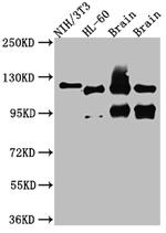 OGT Antibody in Western Blot (WB)