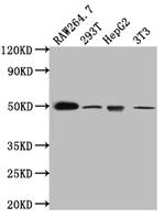 TIM-1 Recombinant Rabbit Monoclonal Antibody (9E1)