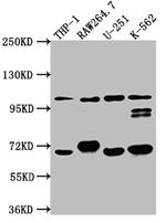 TLR5 Recombinant Rabbit Monoclonal Antibody (10D8)