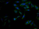 Nrf2 Recombinant Rabbit Monoclonal Antibody (2D12)