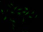 Chk1 Recombinant Rabbit Monoclonal Antibody (2F2)