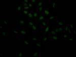 HIF1A Recombinant Rabbit Monoclonal Antibody (5D12)