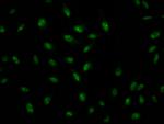 ILF3 Recombinant Rabbit Monoclonal Antibody (7H8)