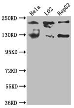 Mgea5 Recombinant Rabbit Monoclonal Antibody (8D12)