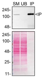 Mgea5 Antibody in Immunoprecipitation (IP)