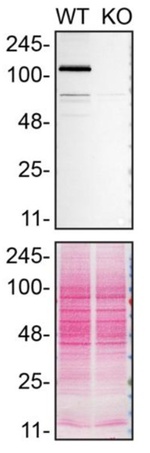 Mgea5 Antibody