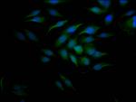 Cyclin E Recombinant Rabbit Monoclonal Antibody (9H12)