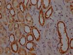 MYBBP1A Antibody in Immunohistochemistry (Paraffin) (IHC (P))