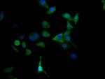 MAOA Recombinant Rabbit Monoclonal Antibody (4C11)