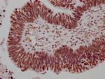 HSF1 Recombinant Rabbit Monoclonal Antibody (5C7)