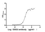 Desmoglein 3 Recombinant Mouse Monoclonal Antibody (4C2)