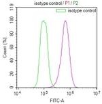 HSP90 beta Antibody in Flow Cytometry (Flow)