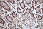 HSP90 beta Antibody in Immunohistochemistry (Paraffin) (IHC (P))